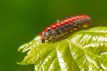 Macro shots, Beautiful nature scene. Close up beautiful caterpillar of butterfly  