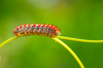 Macro shots, Beautiful nature scene. Close up beautiful caterpillar of butterfly  
