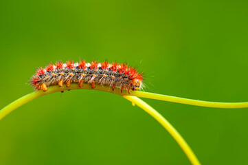 Macro shots, Beautiful nature scene. Close up beautiful caterpillar of butterfly  