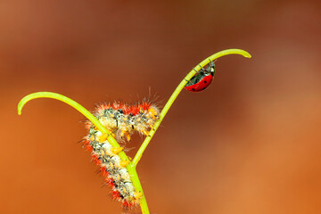 Macro shots, Beautiful nature scene. Close up beautiful caterpillar of butterfly  