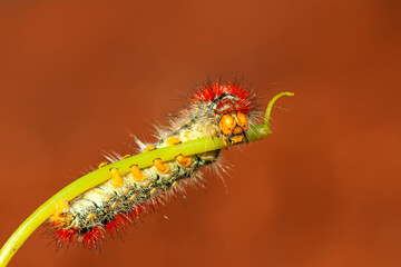 Macro shots, Beautiful nature scene. Close up beautiful caterpillar of butterfly  