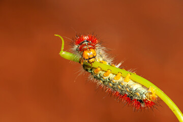 Macro shots, Beautiful nature scene. Close up beautiful caterpillar of butterfly  