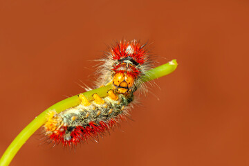 Macro shots, Beautiful nature scene. Close up beautiful caterpillar of butterfly  