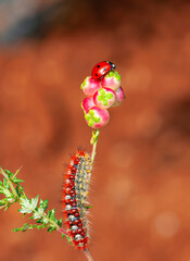 Macro shots, Beautiful nature scene. Close up beautiful caterpillar of butterfly  
