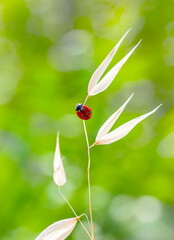 Beautiful ladybug on leaf defocused background

