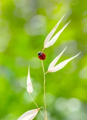 Fototapeten Beautiful ladybug on leaf defocused background   © blackdiamond67