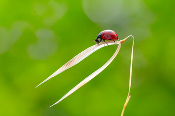 Beautiful ladybug on leaf defocused background

