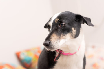 A cute dog portrait standing on a bed