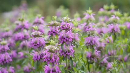 Lush thickets of Monarda citriodora - plants with showy lilac flowers and strong minty smell of leaves, used in cooking for tea and seasoning, honey plant.