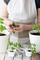 Young woman planting tomato seedlings in the ground in early spring. The concept of home urban gardening, agricultural development. Wooden table