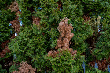 Disease and treatment of green thuja. Sick thuja among the plants in the garden. Yard improvement, green spaces and maintenance.