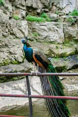 Beautiful wild male peacock bird with colorful feathers,plumage. Indian blue peafowl with close...