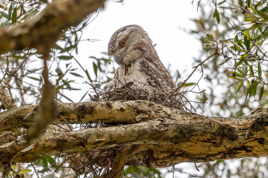 Tawny Frogmouth (Podargus strigoides) with eyes open looking at its chick in the nest, on a melaleuca tree branch, in Centennial Park, Sydney, Australia.