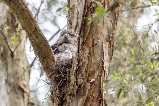 Tawny Frogmouth (Podargus strigoides) with eyes open in alertness and its chick in the nest, in Centennial Park, Sydney, Australia.