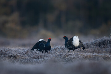 Black grouse during mating call. Male of grouse on the meadow. Ornithology in Sweden.