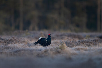 Black grouse during mating call. Male of grouse on the meadow. Ornithology in Sweden.