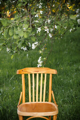 An old Viennese chair in natural color stands in a spring garden. Apple trees are blooming. Retro...