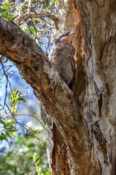 Tawny Frogmouth (Podargus strigoides) yawning while roosting on a tree branch, in Centennial Park, Sydney, Australia. This Australian nocturnal bird often camouflages to resemble a tree branch.