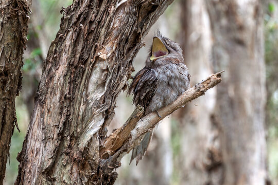 Tawny Frogmouth (Podargus strigoides) yawning while roosting on a tree branch, its beak wide open, reminding the image of a frog, in Centennial Park, Sydney, Australia.