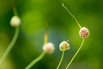 Four garlic blossoms in garden