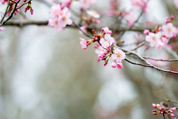 Pink spring blossoms with negative space