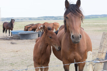 Obraz premium close up of a young colt and mare