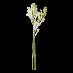 Tuberose flower stems isolated on dark background.