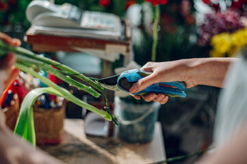 Florist cutting flower stem with pruning shears ina flower shop.
