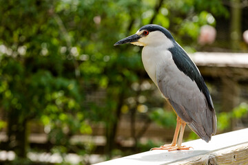 A black-crowned night heron standing on a railing with green trees in the background.