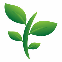 green leaf isolated on white background