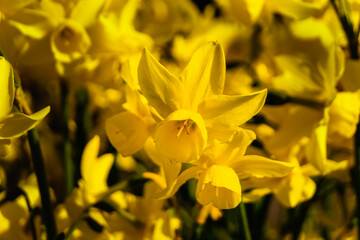 Fototapeta na wymiar Wiosenne kwiatki