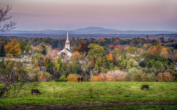 Autumn scene of New England church in sunrise with cows in the foreground