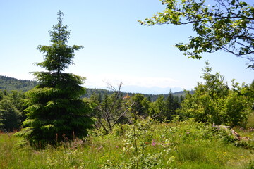 Gorce, góry, szlak na Turbacz, wiosna, 