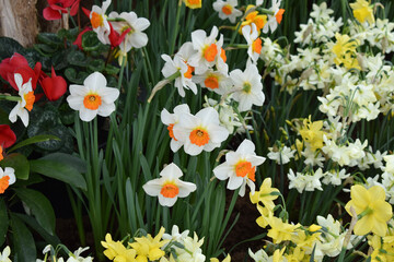 Fototapeta premium daffodils in the garden