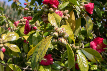 Camellia japonica flowers buds clusters