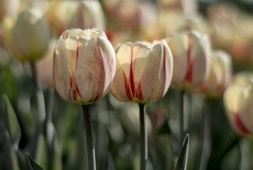 tulipany3
