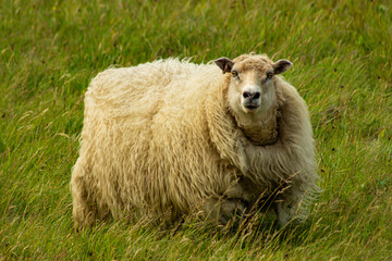 owca islandzka - obrazy, fototapety, plakaty