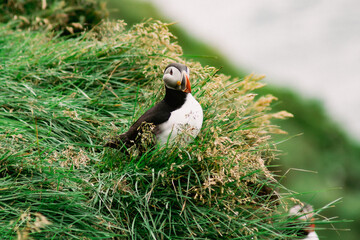 Maskonur na Islandii