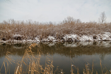 beautiful dry brown reeds covered with snow by snowfall, winter lake landscape background