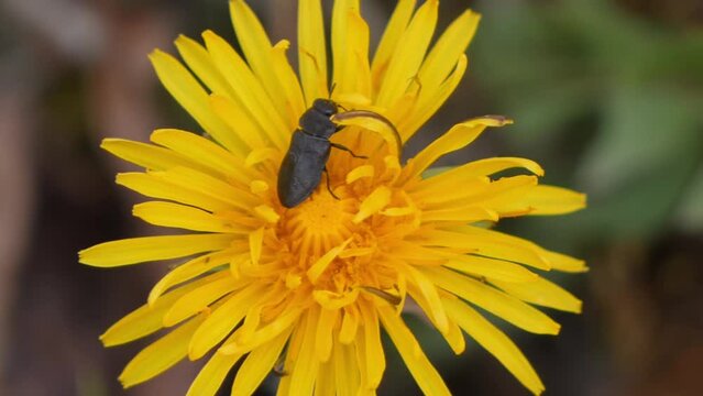 Single long black beetle eating nectar from a dandelion flower blowing in wind
