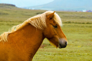 Koń islandzki - obrazy, fototapety, plakaty