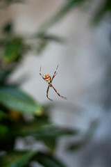 spider on a web