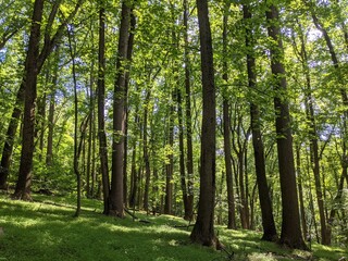 Deciduous Forest by the Maryland Heights Trail in Harpers Ferry National Historical Park, Maryland