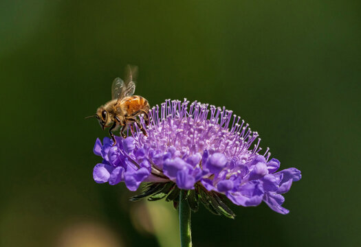 A Honeybee flutters its wing as it readies to take off after pollinating a Lavender Blue Pincushion Flower.