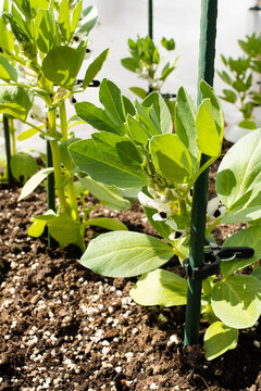 Garten Gemüse: Dicke Bohnen / Ackerbohnen / Saubohnen Jungpflanzen mit Stützstab