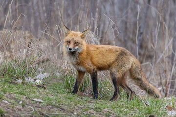 Male red fox in spring