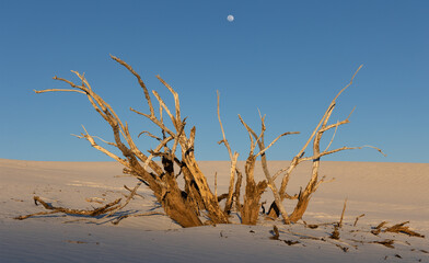 Dead tree poking through the sands at sunset with a full moon overhead at White Sands National Park