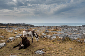 Couple of cute donkey on a rough stone surface. Inishmore, Aran island, Ireland. Tough stone...