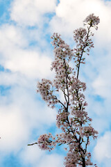 Flowers on a tree brunch at bloom season. Spring time. Blue cloudy sky background.