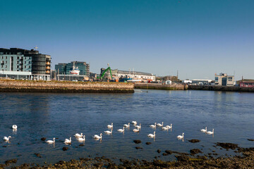Naklejka premium Big group of white swans in River Corrib at low tide. Galway city, Ireland. Popular tourist area and bird colony. Warm sunny day.